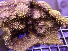 画像2: No.1　トンガ産　モルジブシコロサンゴ (2)