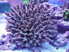 画像1: No.1 フィジー産 ハイマツミドリイシ (1)