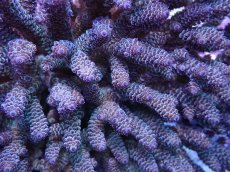 画像2: No.1 フィジー産 ハイマツミドリイシ (2)