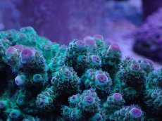 画像2: No.2 フィジー産 カドエダミドリイシ (2)