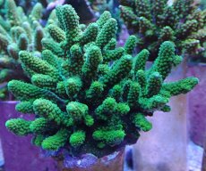 画像1: No.3 フィジー産 ツツユビミドリイシ (1)