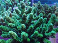 画像2: No.3 フィジー産 ツツユビミドリイシ (2)