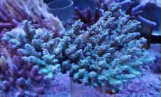 画像1: No.4 オーストラリア産 浅場ミドリイシ (1)