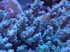 画像2: No.4 オーストラリア産 浅場ミドリイシ (2)