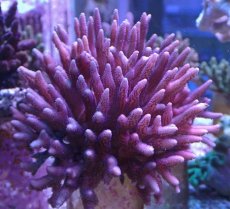 画像1: No.5 フィジー産 フトトゲサンゴ (1)