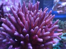 画像2: No.5 フィジー産 フトトゲサンゴ (2)