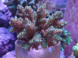 アクアスタイルユー（AQUASTYLEYOU）｜海水魚・サンゴの通販 販売