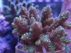 画像2: No.6 フィジー産 浅場ミドリイシ (2)