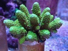 画像1: No.7 フィジー産 ツツユビミドリイシ (1)