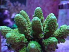 画像2: No.7 フィジー産 ツツユビミドリイシ (2)