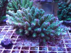 画像1: No.8 フィジー産 カドエダミドリイシ (1)