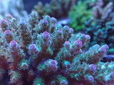 画像2: No.8 フィジー産 カドエダミドリイシ (2)