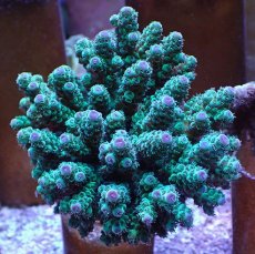 画像1: No.9 フィジー産 カドエダミドリイシ (1)