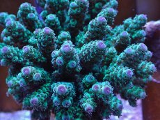 画像2: No.9 フィジー産 カドエダミドリイシ (2)