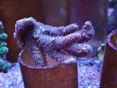 画像1: No.10 バーミキュラータ (1)