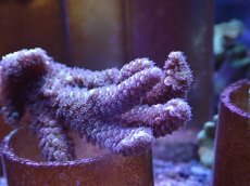 画像2: No.10 バーミキュラータ (2)