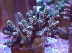 画像1: No.11 フィジー産 ハイマツミドリイシ (1)