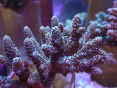 画像2: No.11 フィジー産 ハイマツミドリイシ (2)