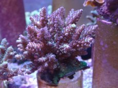 画像1: No.12 フィジー産 浅場ミドリイシ　ポリプパープル (1)