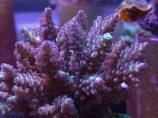 画像2: No.12 フィジー産 浅場ミドリイシ　ポリプパープル (2)