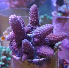 画像1: No.13 フィジー産 ツツユビミドリイシ (1)