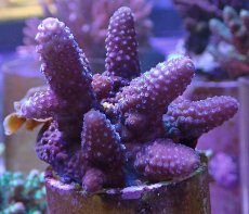 画像2: No.13 フィジー産 ツツユビミドリイシ (2)