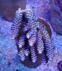 画像1: No.14 バーミキュラータ (1)