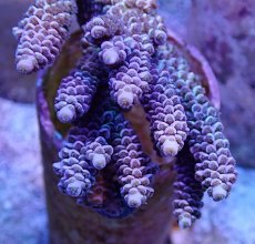 画像2: No.14 バーミキュラータ (2)