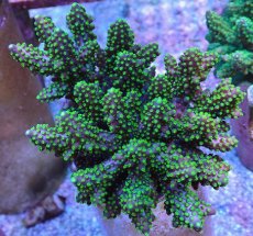 画像1: No.15 フィジー産 トゲホソエダミドリイシ (1)