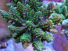 画像2: No.15 フィジー産 トゲホソエダミドリイシ (2)