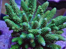 画像2: No.16 フィジー産 ツツユビミドリイシ (2)