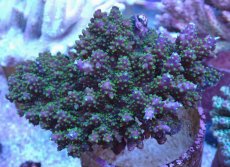 画像1: No.17 フィジー産 スゲ系ミドリイシ (1)