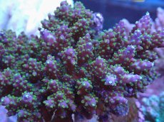 画像2: No.17 フィジー産 スゲ系ミドリイシ (2)