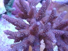 画像2: No.18 フィジー産 スギノキミドリイシ (2)