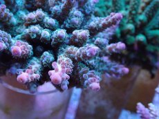 画像2: No.19 フィジー産 カドエダミドリイシ (2)