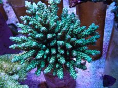 画像1: No.20 フィジー産 カドエダミドリイシ (1)