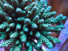 画像2: No.20 フィジー産 カドエダミドリイシ (2)