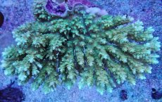 画像1: No.21 オーストラリア産 エルクホーン (1)