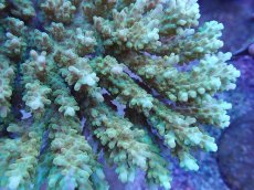 画像2: No.21 オーストラリア産 エルクホーン (2)