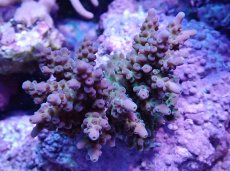 画像1: No.22 フィジー産 浅場ミドリイシ (1)