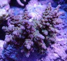 画像2: No.22 フィジー産 浅場ミドリイシ (2)