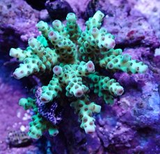 画像1: No.23 フィジー産 カドエダミドリイシ (1)