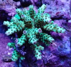 画像2: No.23 フィジー産 カドエダミドリイシ (2)