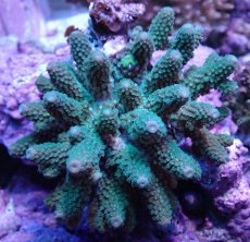 画像1: No.24 フィジー産 ツツユビミドリイシ (1)