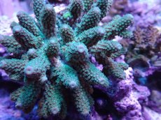 画像2: No.24 フィジー産 ツツユビミドリイシ (2)