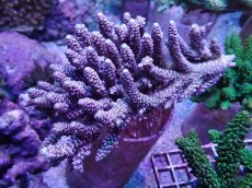 画像1: No.25 バーミキュラータ (1)