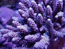 画像2: No.25 バーミキュラータ (2)