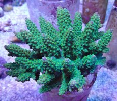 画像1: No.26 フィジー産 トゲホソエダミドリイシ (1)