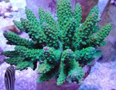 画像2: No.26 フィジー産 トゲホソエダミドリイシ (2)