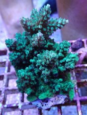 画像1: No.27 フィジー産 浅場ミドリイシ (1)